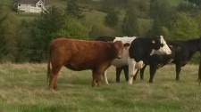 beef cows