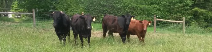 The Pierce Ranch Cows