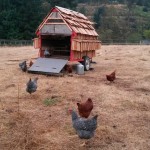 chickens and house