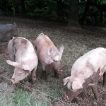 pigs mud